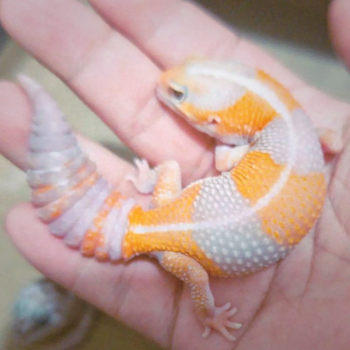 橘白肥尾守宮 Amelanistic African Fat-Tailed Geckos（ Hemitheconyx caudicinctus ）