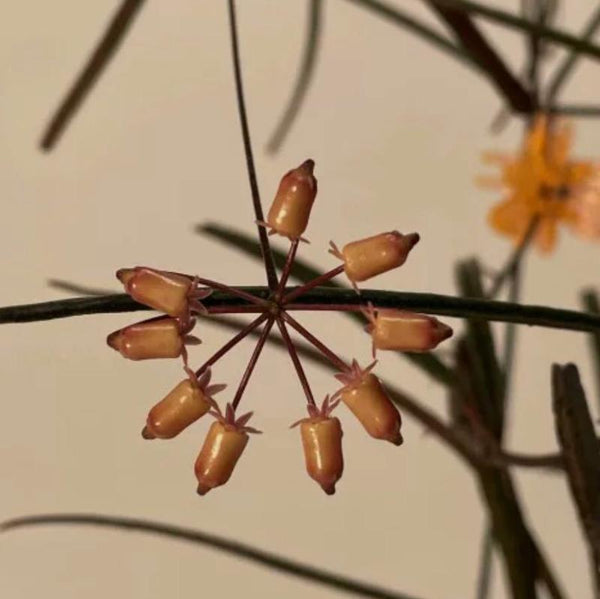 島葉毬蘭（ Hoya insularis ）