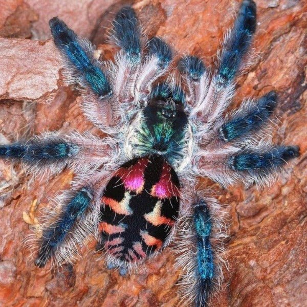 巴西彩樹捕鳥蛛 Brazilian Jewel Tarantula (Typhochlaena seladonia) - 森流 GreenFlow - 動植物造景專門店