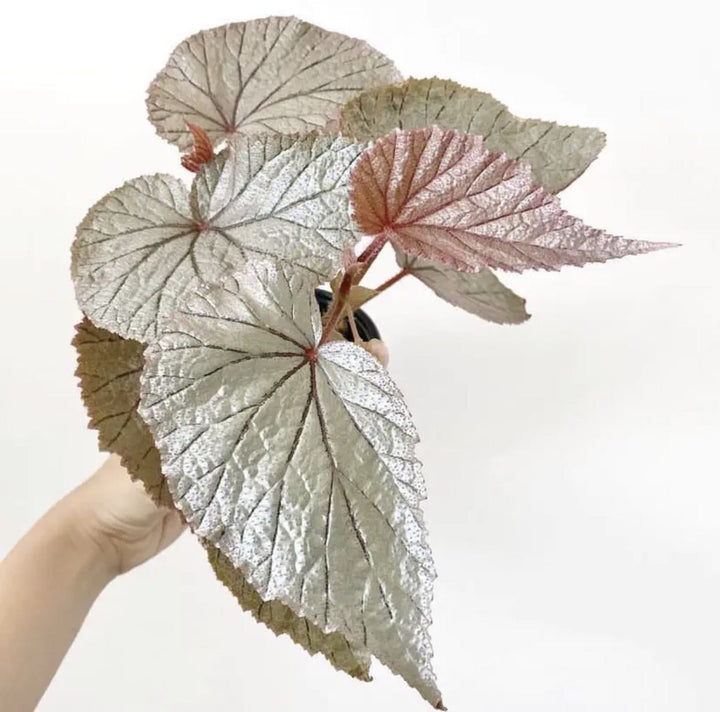 U093秋海棠 （ Begonia U093 ） - 森流 GreenFlow - 動植物造景專門店