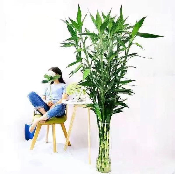 大株富贵竹（Dracaena sanderianaSander） - 森流 GreenFlow - 動植物造景專門店