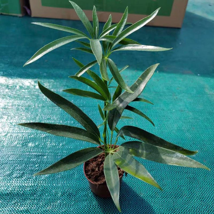 夏威夷鵝掌柴（Heptapleurum heptaphyllum (L.) Y. F. Deng） - 森流 GreenFlow - 動植物造景專門店