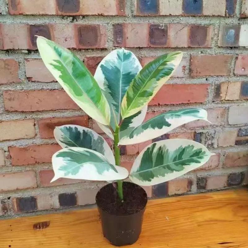 花叶橡皮树 Ficus elastica 'Tineke'