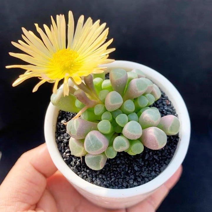 五十鈴玉Baby toes (Fenestraria aurantiaca) - 森流 GreenFlow - 動植物造景專門店