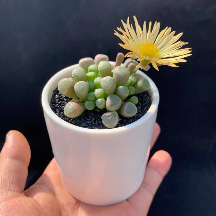 五十鈴玉Baby toes (Fenestraria aurantiaca) - 森流 GreenFlow - 動植物造景專門店