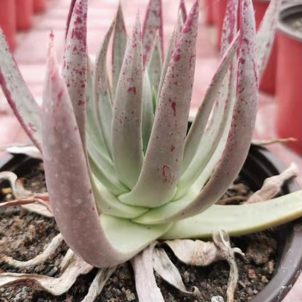 尹靜思 Baja liveforever(Dudleya ingens) - 森流 GreenFlow - 動植物造景專門店