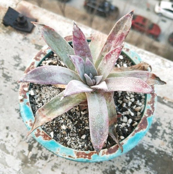 尹靜思 Baja liveforever(Dudleya ingens) - 森流 GreenFlow - 動植物造景專門店