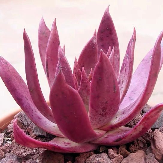 尹靜思 Baja liveforever(Dudleya ingens) - 森流 GreenFlow - 動植物造景專門店