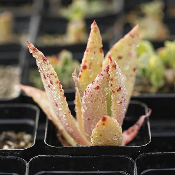 尹靜思 Baja liveforever(Dudleya ingens) - 森流 GreenFlow - 動植物造景專門店