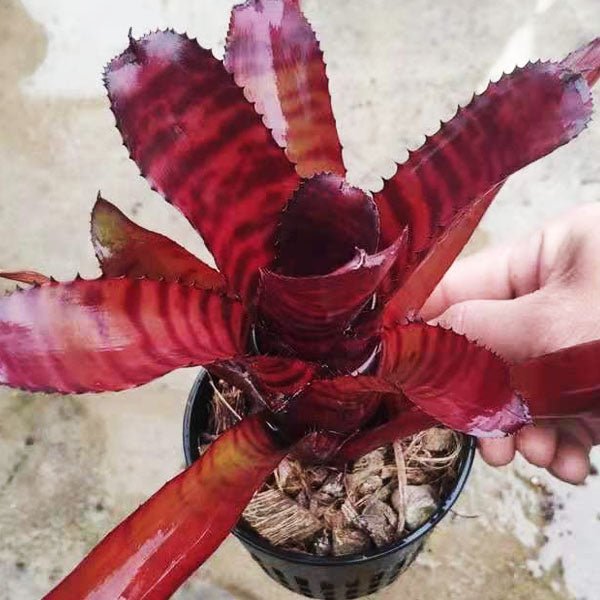 五彩鳳梨屬 Bam (Bromeliad Neoregelia) - 森流 GreenFlow - 動植物造景專門店