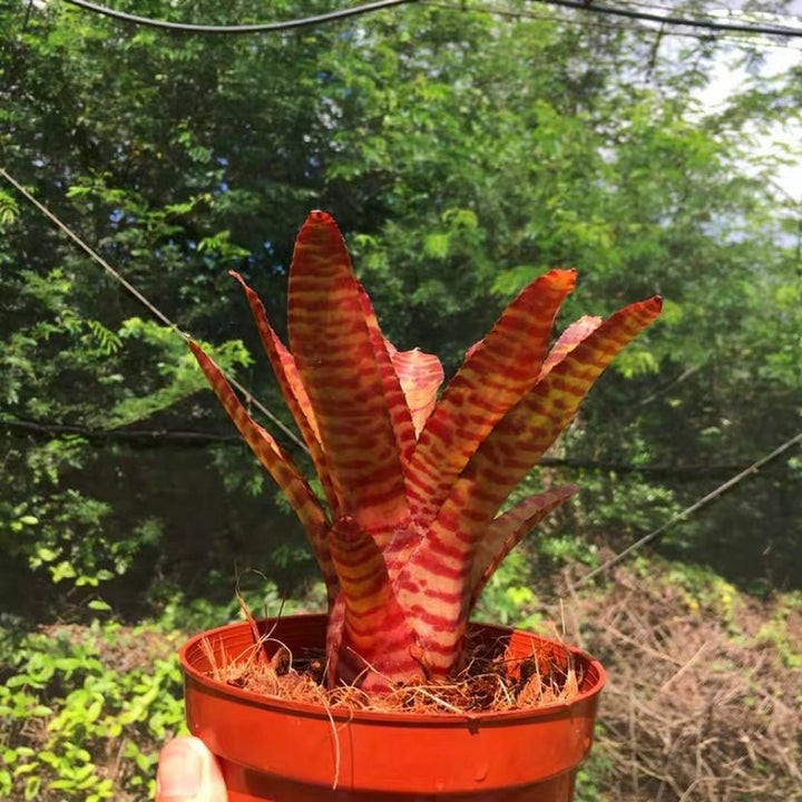 五彩鳳梨屬 Bam (Bromeliad Neoregelia) - 森流 GreenFlow - 動植物造景專門店