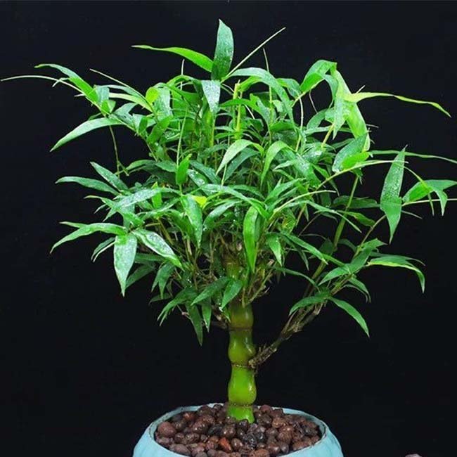 佛肚竹 Buddha belly ( Bambusa ventricosa ） - 森流 GreenFlow - 動植物造景專門店