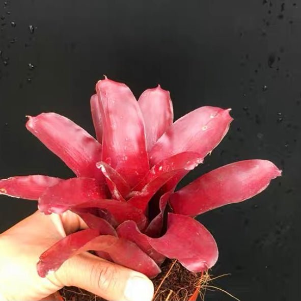 五彩鳳梨屬 Bavid Red (Bromeliad Neoregelia) - 森流 GreenFlow - 動植物造景專門店