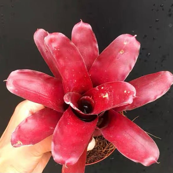 五彩鳳梨屬 Bavid Red (Bromeliad Neoregelia) - 森流 GreenFlow - 動植物造景專門店