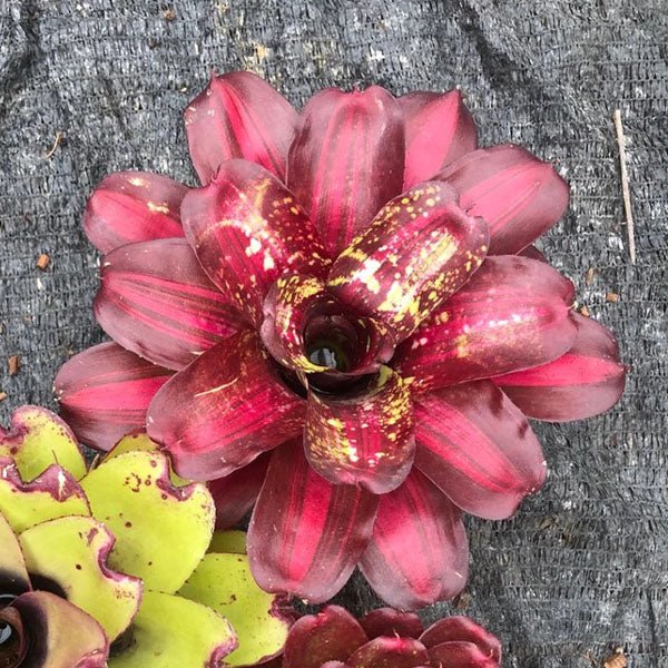 五彩鳳梨屬 Bavid Red (Bromeliad Neoregelia) - 森流 GreenFlow - 動植物造景專門店