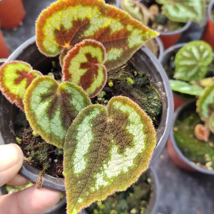 一口血秋海棠 Begonia picturata - 森流 GreenFlow - 動植物造景專門店