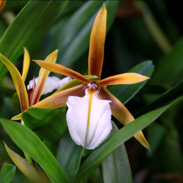 聚豆樹蘭（Epidendrum polybulbon）