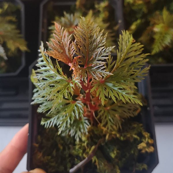 二回羽裂秋海棠 Begonia bipinnatifida - 森流 GreenFlow - 動植物造景專門店