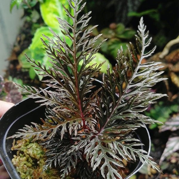 二回羽裂秋海棠 Begonia bipinnatifida - 森流 GreenFlow - 動植物造景專門店