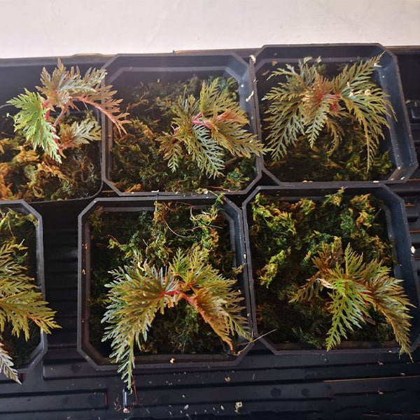 二回羽裂秋海棠 Begonia bipinnatifida - 森流 GreenFlow - 動植物造景專門店