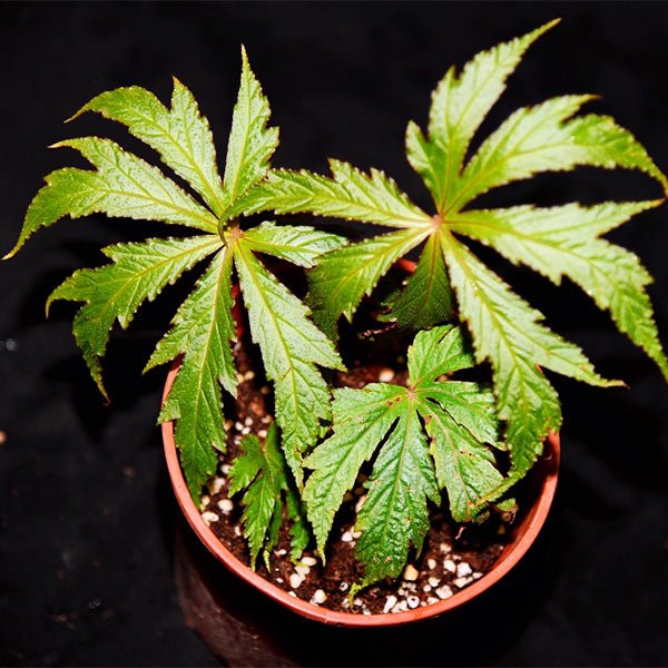 周裂秋海棠 Begonia circumlobata Hance - 森流 GreenFlow - 動植物造景專門店