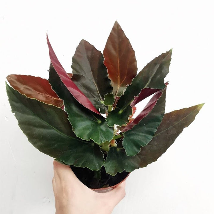 大紅秋海棠 Begonia coccinea ' pinafore ' - 森流 GreenFlow - 動植物造景專門店