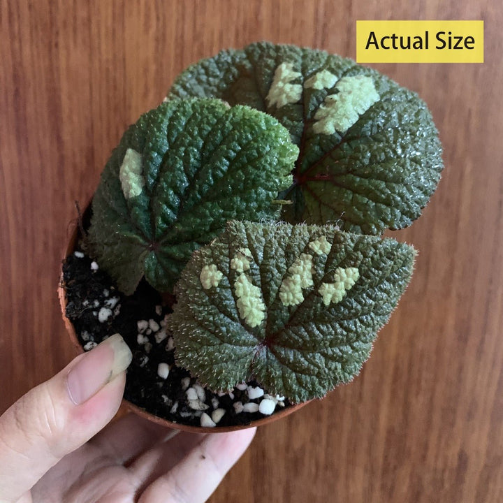 古林箐秋海棠 （Begonia gulinqingensis） - 森流 GreenFlow - 動植物造景專門店