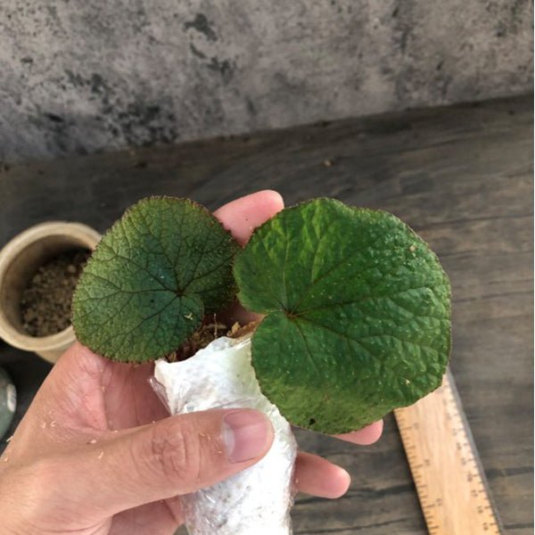 古林箐秋海棠 （Begonia gulinqingensis） - 森流 GreenFlow - 動植物造景專門店