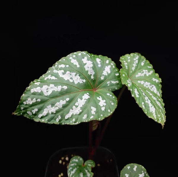 大香秋海棠 Begonia handelii Irmsch - 森流 GreenFlow - 動植物造景專門店