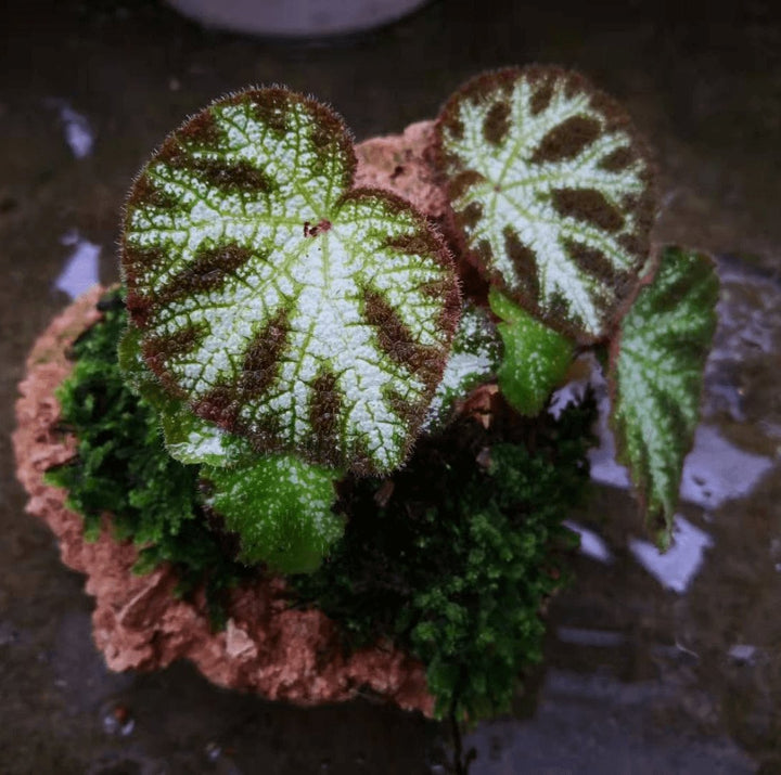 寧明銀秋海棠 Begonia ningming - 森流 GreenFlow - 動植物造景專門店