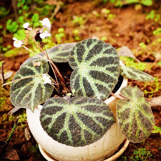 寧明銀秋海棠 Begonia ningming - 森流 GreenFlow - 動植物造景專門店