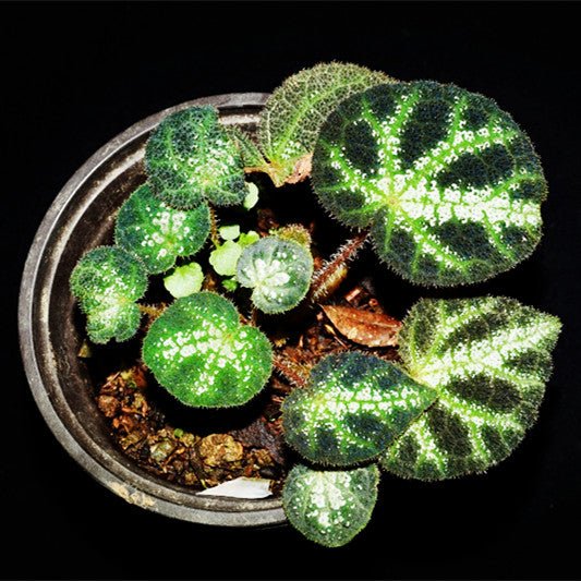 寧明銀秋海棠 Begonia ningming - 森流 GreenFlow - 動植物造景專門店