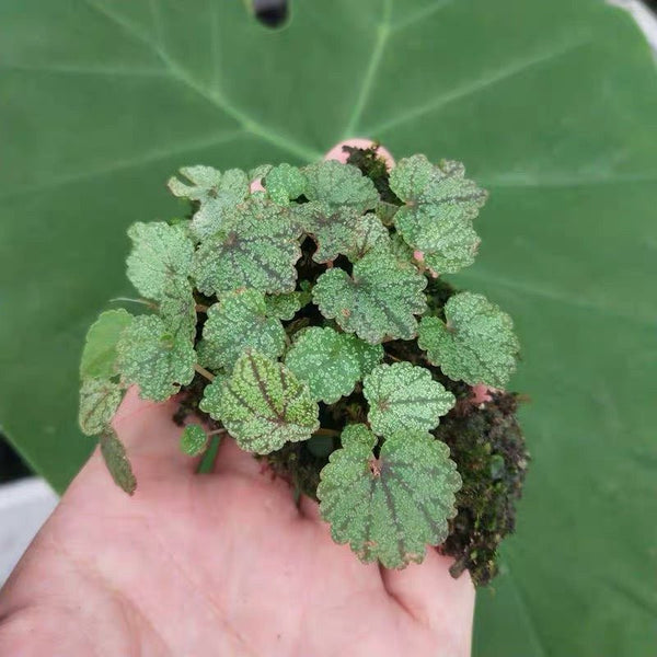 小葉秋海棠 Begonia parvula - 森流 GreenFlow - 動植物造景專門店