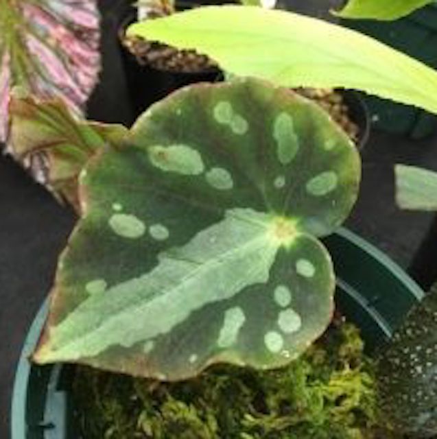 假厚葉秋海棠 Begonia pseudodryadis - 森流 GreenFlow - 動植物造景專門店