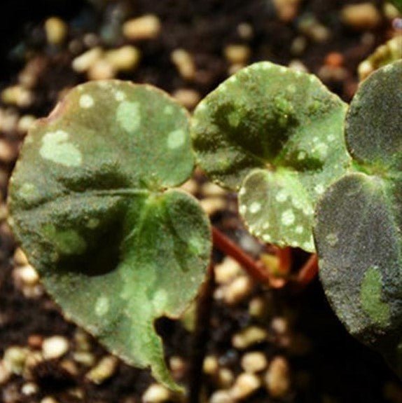 假厚葉秋海棠 Begonia pseudodryadis - 森流 GreenFlow - 動植物造景專門店