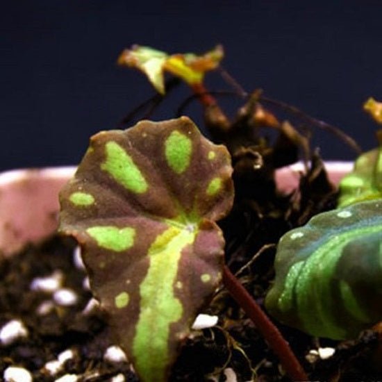 假厚葉秋海棠 Begonia pseudodryadis - 森流 GreenFlow - 動植物造景專門店