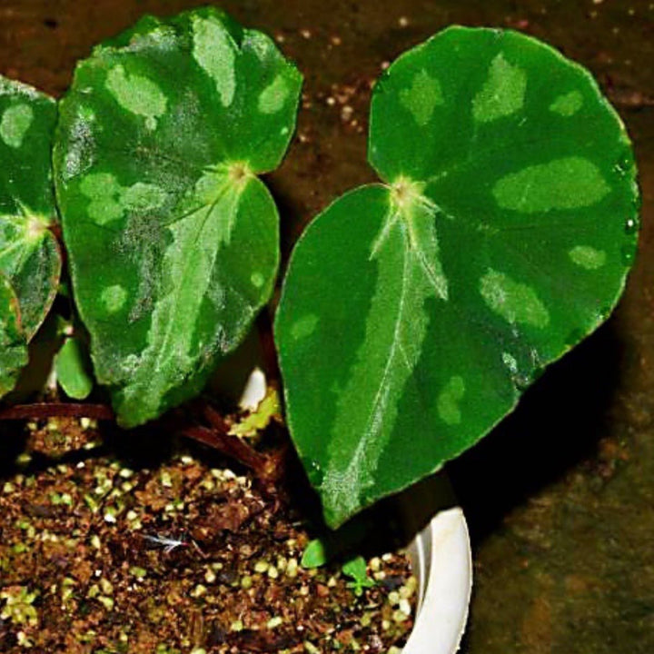 假厚葉秋海棠 Begonia pseudodryadis - 森流 GreenFlow - 動植物造景專門店