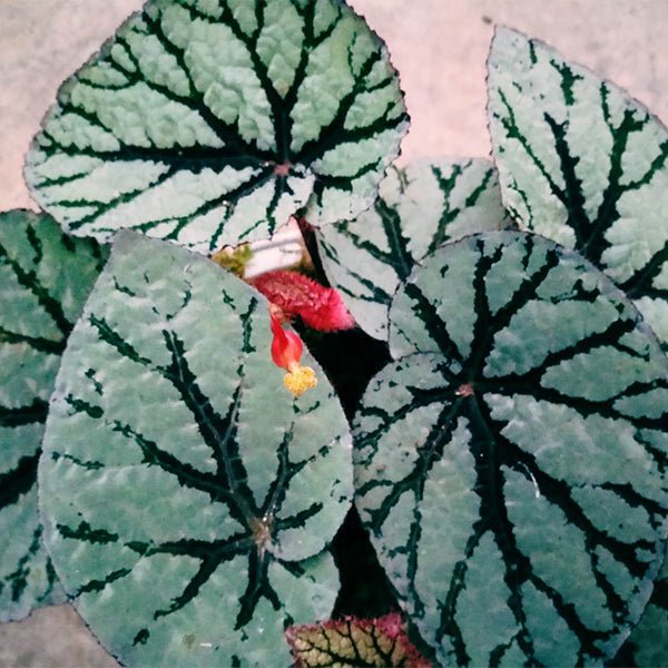 仙子秋海棠/尖蕊秋海棠 Begonia rex ' Fedor ' - 森流 GreenFlow - 動植物造景專門店