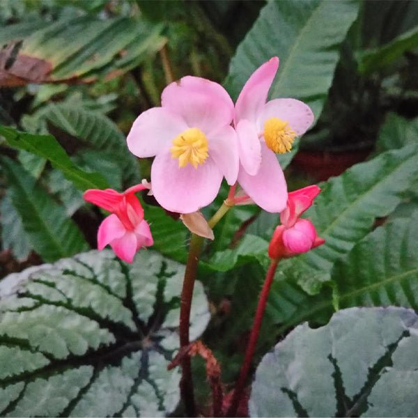 仙子秋海棠/尖蕊秋海棠 Begonia rex ' Fedor ' - 森流 GreenFlow - 動植物造景專門店