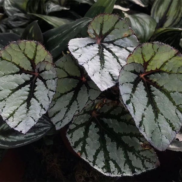 仙子秋海棠/尖蕊秋海棠 Begonia rex ' Fedor ' - 森流 GreenFlow - 動植物造景專門店