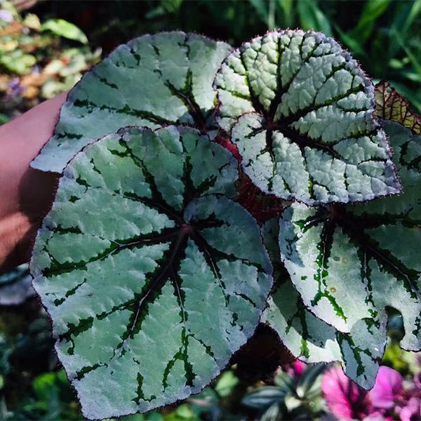 仙子秋海棠/尖蕊秋海棠 Begonia rex ' Fedor ' - 森流 GreenFlow - 動植物造景專門店