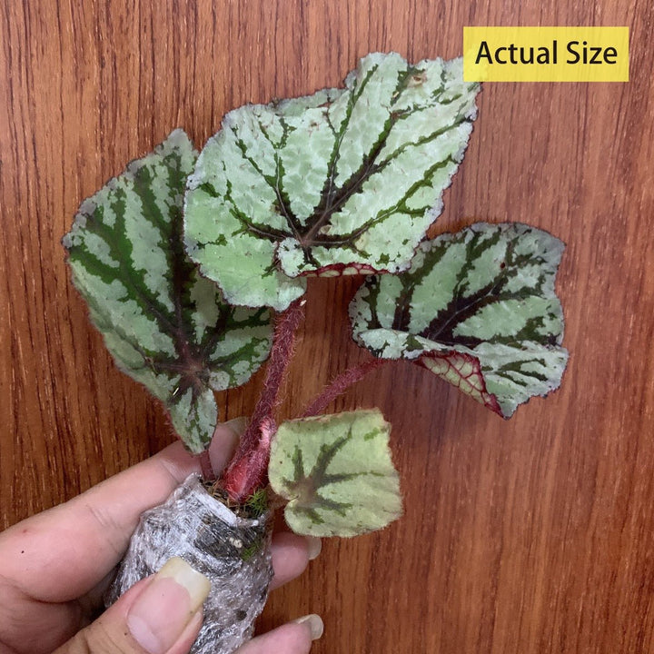 仙子秋海棠/尖蕊秋海棠 Begonia rex ' Fedor ' - 森流 GreenFlow - 動植物造景專門店