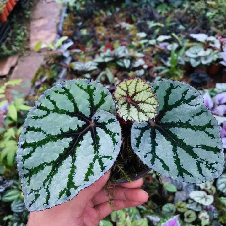 仙子秋海棠/尖蕊秋海棠 Begonia rex ' Fedor ' - 森流 GreenFlow - 動植物造景專門店