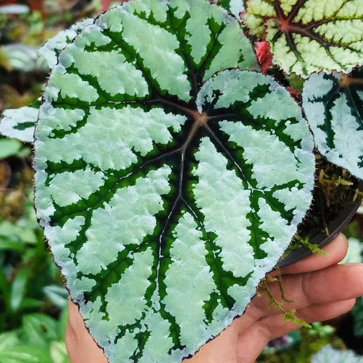 仙子秋海棠/尖蕊秋海棠 Begonia rex ' Fedor ' - 森流 GreenFlow - 動植物造景專門店