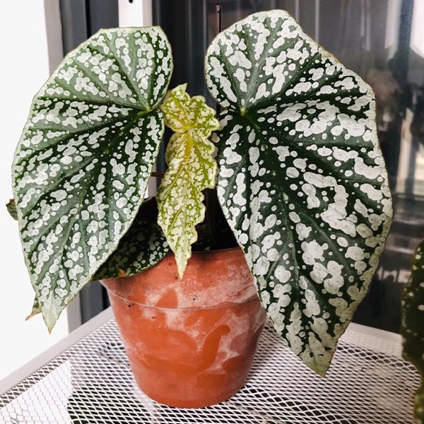 富士山秋海棠 Begonia ' Snow Capped ' ( Begonia fibrous Hybrid ) - 森流 GreenFlow - 動植物造景專門店