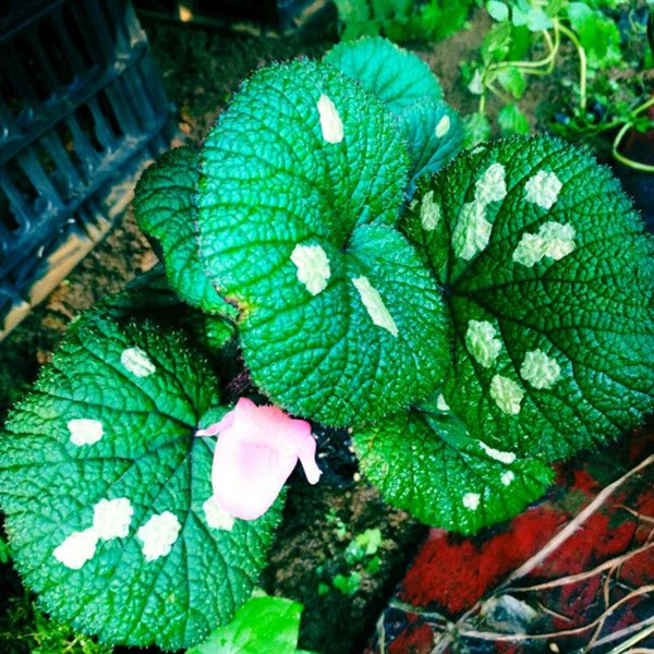 古林箐秋海棠 （Begonia gulinqingensis） - 森流 GreenFlow - 動植物造景專門店