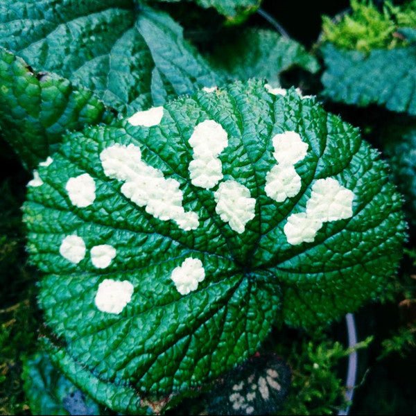 古林箐秋海棠 （Begonia gulinqingensis） - 森流 GreenFlow - 動植物造景專門店