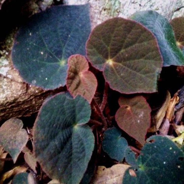 孔雀秋海棠 Begonia sp ( Peacock begonia ) - 森流 GreenFlow - 動植物造景專門店