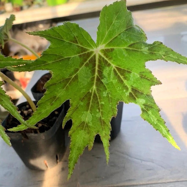 大理秋海棠 Begonia taliensis - 森流 GreenFlow - 動植物造景專門店