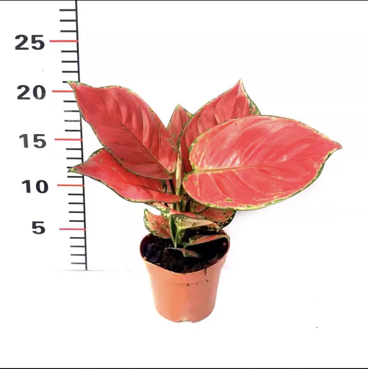 彩葉粗肋草（Aglaonema sp） - 森流 GreenFlow - 動植物造景專門店